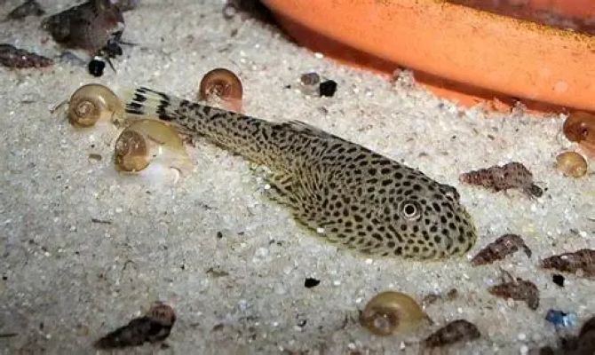 Butterfly Hillstream Loach (Beaufortia kweichowensis) *WILD*