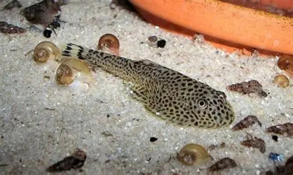 Butterfly Hillstream Loach (Beaufortia kweichowensis) *WILD*