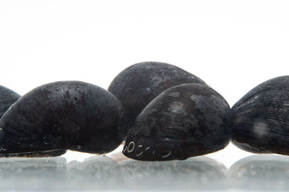 Black military helmet snail