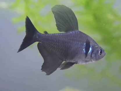 Black Phantom tetra (Hyphessobrycon megalopterus)