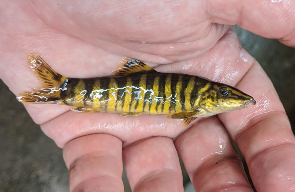 Kansu Loach (Sinibotia robusta) *WILD*