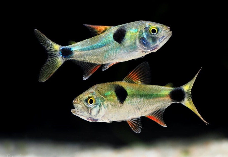 Bucktooth tetra (Exodon Paradoxus)