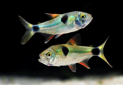 Bucktooth tetra (Exodon Paradoxus)