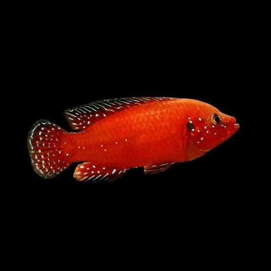 Turkana Jewel Cichlid (Hemichromis exsul)