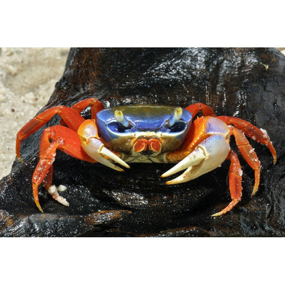 Rainbow Crab (Cardisoma armatum)