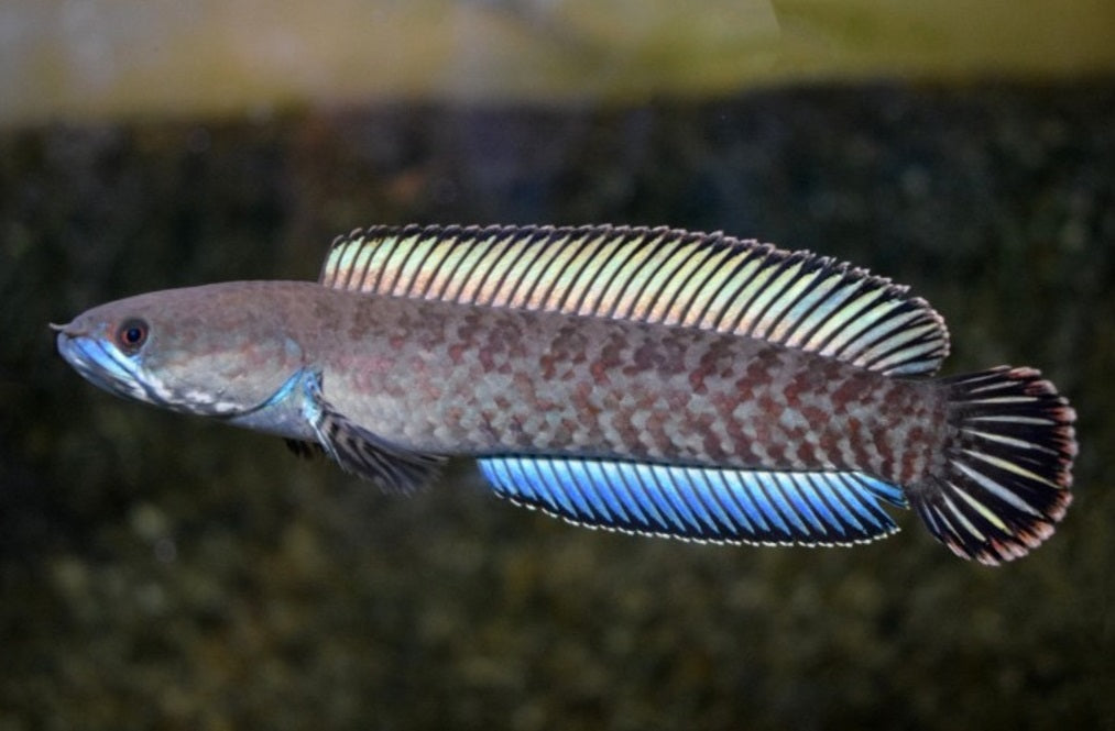 Channa Andrao *WILD*