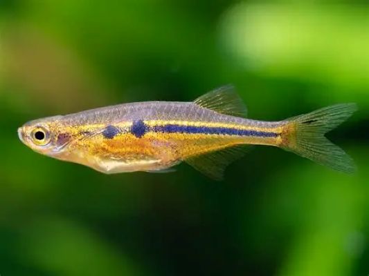 Chela dadio (Neochela dadiburjori)