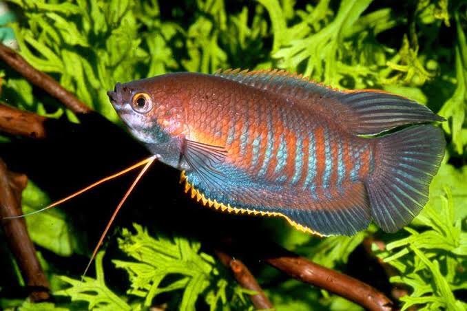 Thick-lipped gourami (Trichogaster labiosa)
