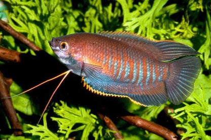 Thick-lipped gourami (Trichogaster labiosa)