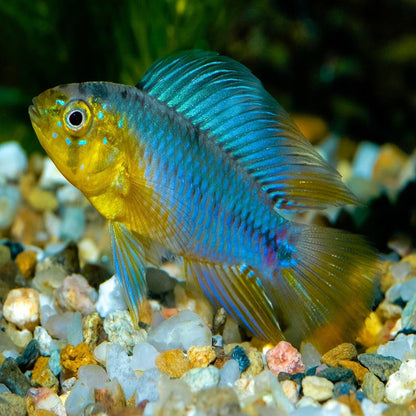 Apistogramma borelli