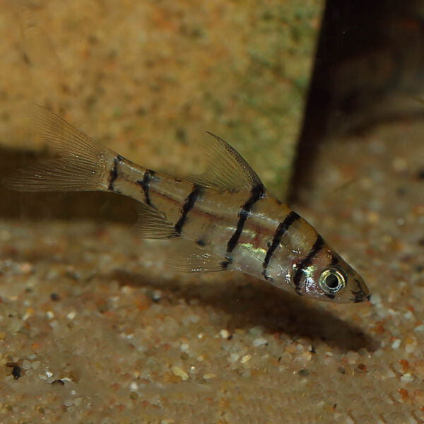 Eight Banded Barb