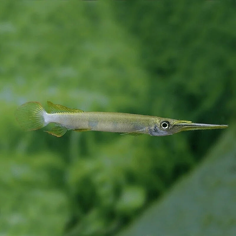Forest Halfbeak (Hemirhamphodon pogonognathus) *WILD*