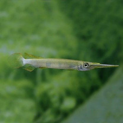 Forest Halfbeak (Hemirhamphodon pogonognathus) *WILD*