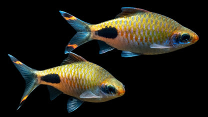 Apsara Barb (Dawkinsia apsara) * WILD *