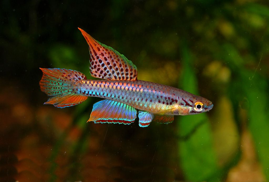 Lagos Red Killifish Pair (Aphyosemion bivittatum lagos)
