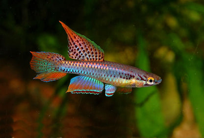 Lagos Red Killifish Pair (Aphyosemion bivittatum lagos)