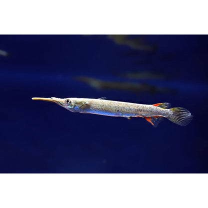 wrestling halfbeak (Dermogenys pusilla) *WILD*