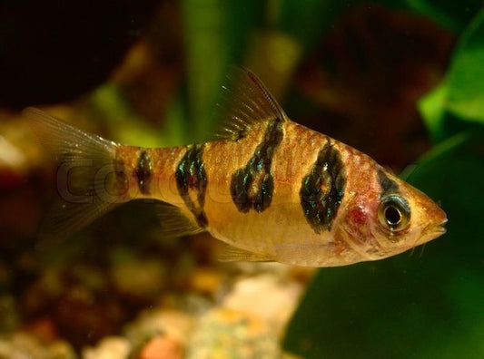 Snakeskin Barb (Desmopuntius rhomboocellatus)