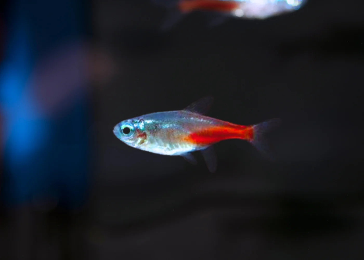 Diamond Head Neon Tetra