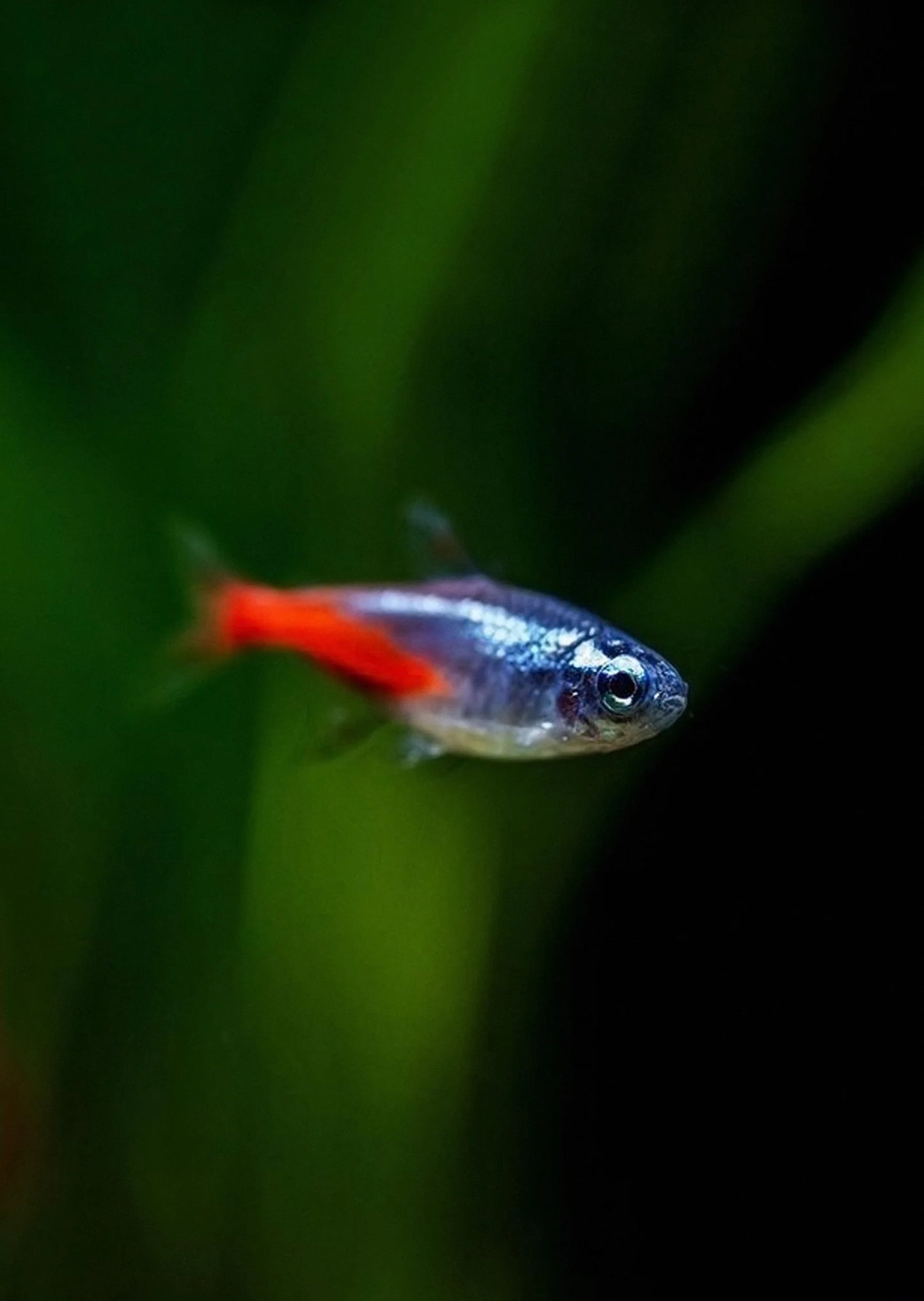 Diamond Head Neon Tetra