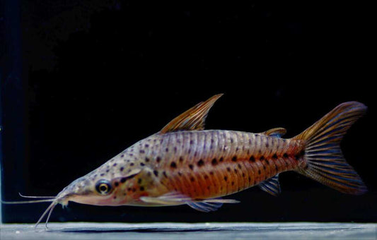 Porthole Catfish (Dianema longibarbis) * WILD *