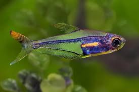 Hummingbird Tetra (Trochilocharax ornatus)