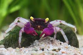Orchid Vampire Crab