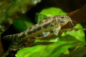 Aspidoras spilotus (C125)