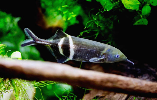 Peters's elephantnose fish (Gnathonemus petersii) * WILD *