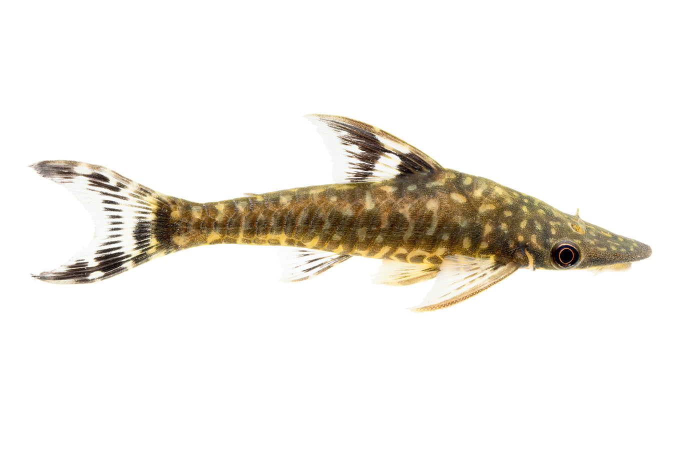 Giant Oto (Hypoptopoma gulare) * WILD *