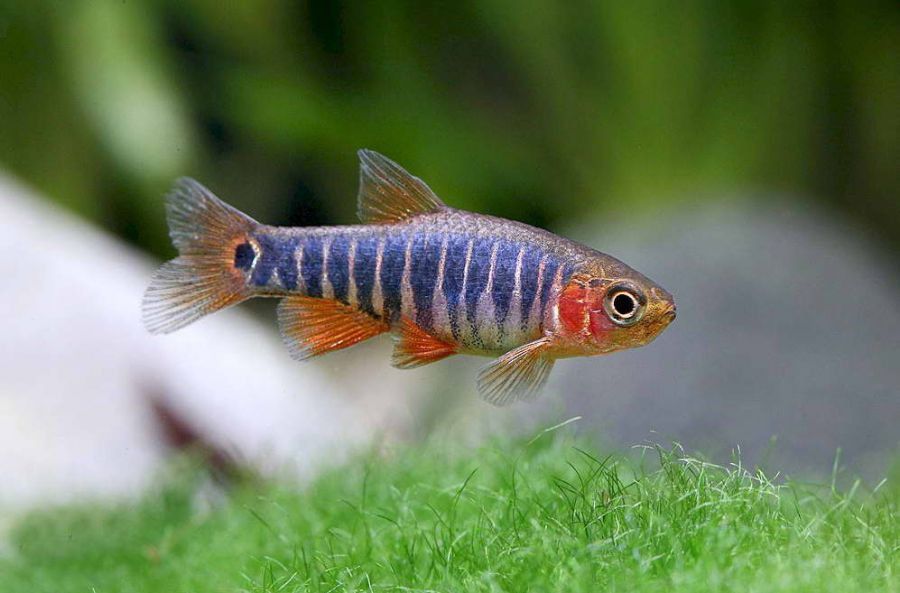 Emerald dwarf rasbora (Microrasbora erythromicron) – Wildboar Fishroom