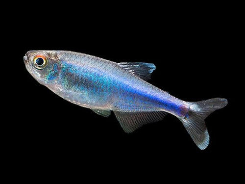 Cochu's blue tetra (Boehlkea fredcochui)
