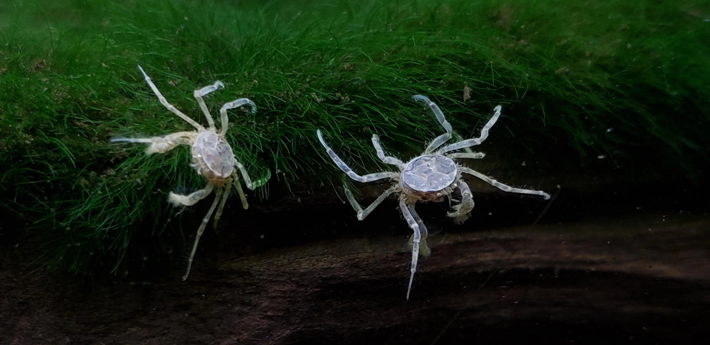 Thai Micro Crab (Limnopilos naiyanetri)
