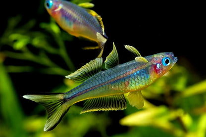 Forktail Rainbow (Pseudomugil furcatus)