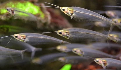 Glass Catfish (Kryptopterus bicirrhis)