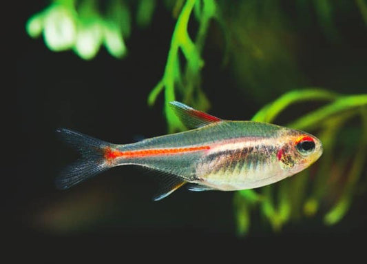 Glowlight Tetra (Hemigrammus erythrozonus)