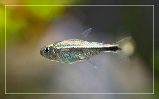 Gold Tetra (Hemigrammus rodwayi)