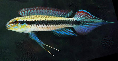 Taeniacara candidi (Black Stripe Dwarf Cichlid) PAIR