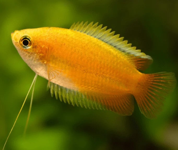 Honey Gourami (Trichogaster chuna)