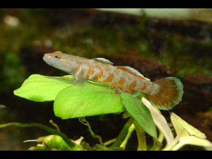 Zhou's scarlet goby (Rhinogobius zhoui) * WILD *
