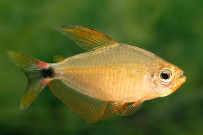 Racoon tetra (hyphessobrycon procyo)