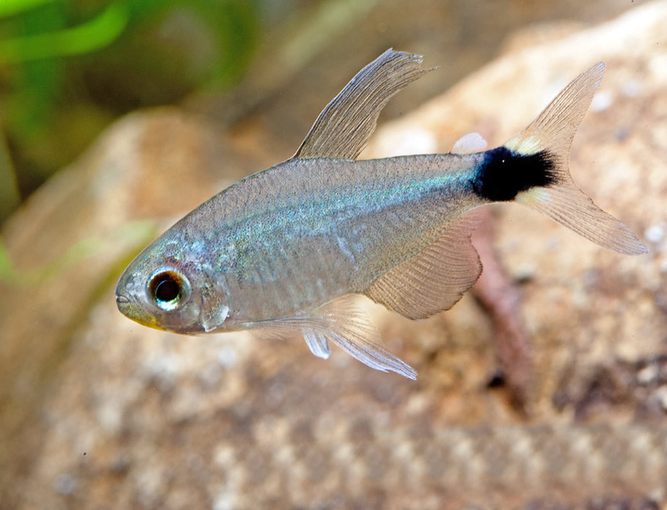 Reed Tetras (Hyphessobrycon elachys)