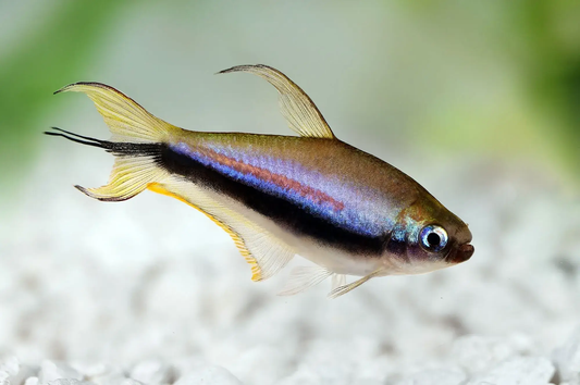 Blue Emperor Tetra (Inpaichthys kerri),