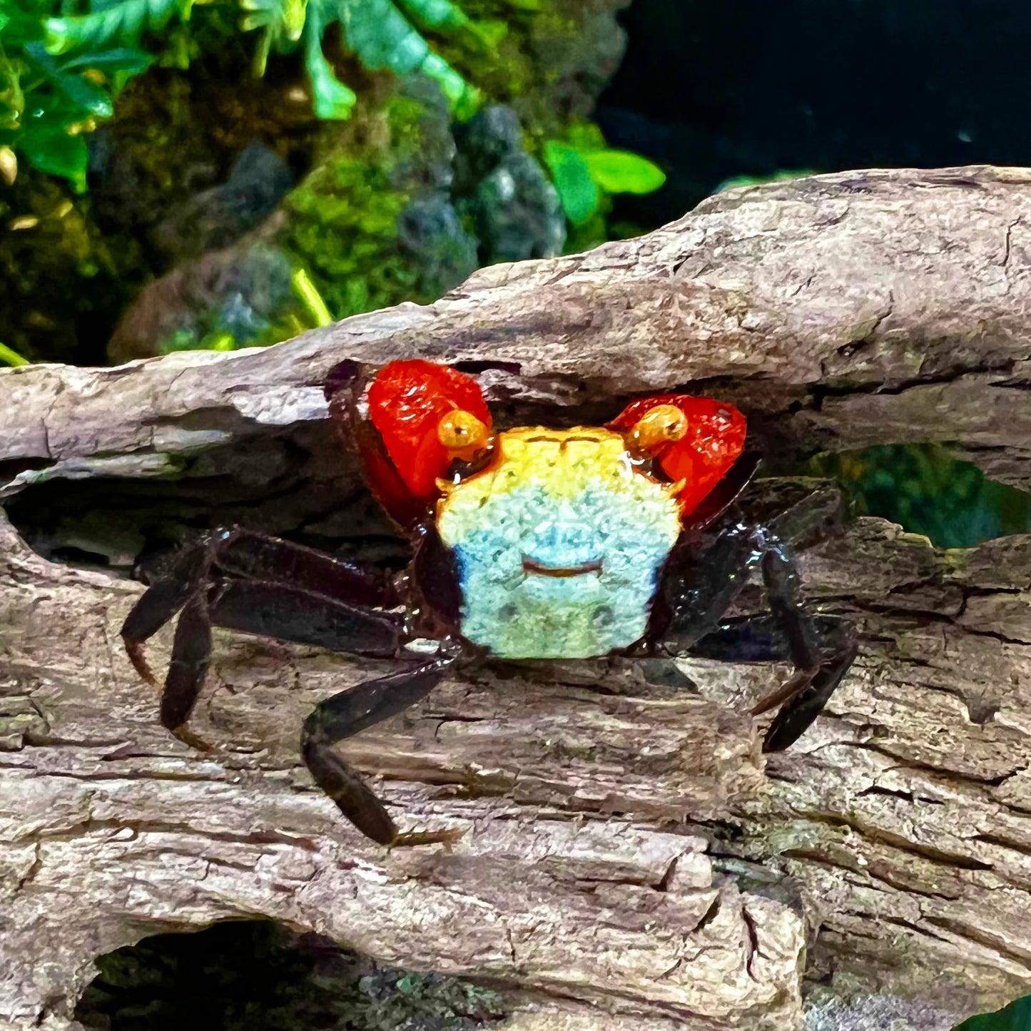 Rainbow Vampire Crab (Geosesarma rouxi)