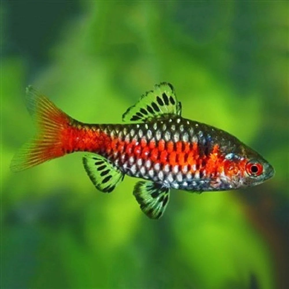 Odessa Barb