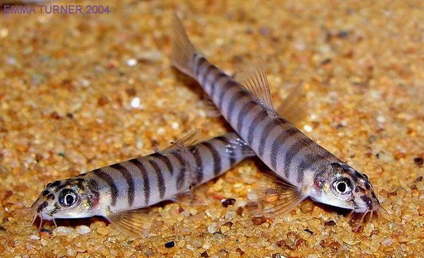 Creek Loach (Schistura beavani) *WILD*