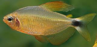 Racoon tetra (hyphessobrycon procyo)