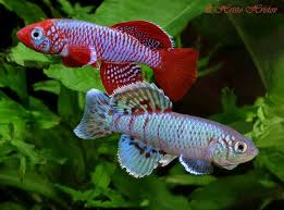 Blue Red Ruhoi Notho pair