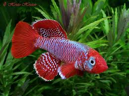 Blue Red Ruhoi Notho pair