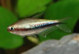 Rainbow emperor tetras